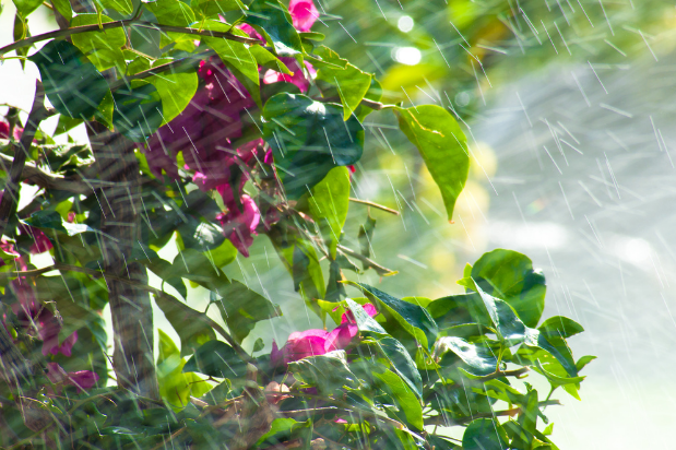 April Showers Bring May Flowers: Planning for Growth | Law firm consultants